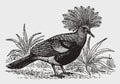 Western crowned pigeon goura cristata with a funny crest