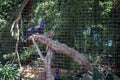 Western Crowned Pigeon Over a Log inside a Big Cage