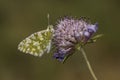 Western Dappled White Butterfly on Mournful Widow Flower