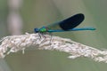 Western Demoiselle male - Calopteryx xanthostoma - France