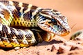 Western Desert Rattlesnake snake reptile animal coiled