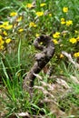 Western diamonback rattlesnake