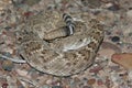 Western Diamonback Rattlesnake Crotalus atrox Coiled on Road at Night Royalty Free Stock Photo