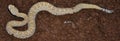 Western Diamond-backed Rattlesnake (Crotalus atrox)