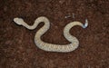 Western Diamond-backed Rattlesnake (Crotalus atrox)