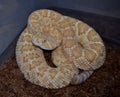 Western Diamond-backed Rattlesnake (Crotalus atrox)