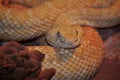 Western Diamond-backed Rattlesnake (Crotalus atrox)