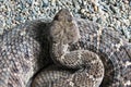 Western Diamond-backed Rattlesnake (Crotalus atrox)