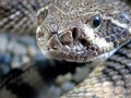 Western Diamond-backed Rattlesnake (Crotalus atrox)