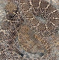 Western Diamond-backed Rattlesnake (Crotalus atrox)