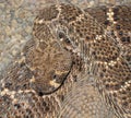 Western Diamond-backed Rattlesnake (Crotalus atrox)