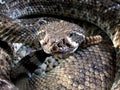 Western Diamond-backed Rattlesnake (Crotalus atrox)