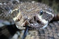 Western Diamond-backed Rattlesnake (Crotalus atrox)