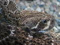 Western Diamond-backed Rattlesnake (Crotalus atrox)