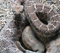 Western Diamond-backed Rattlesnake (Crotalus atrox)