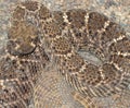 Western Diamond-backed Rattlesnake (Crotalus atrox)