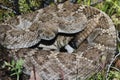 Western Diamondback Rattlesnake Royalty Free Stock Photo