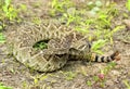 Western diamondback rattlesnake Royalty Free Stock Photo