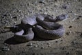 Western Diamondback Rattlesnake Close Up Profile Coiled on Dirt Road