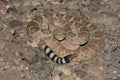 Western Diamondback Rattlesnake (Crotalus atrox)