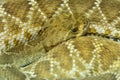 Western Diamondback Rattlesnake Royalty Free Stock Photo