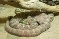 Western Diamondback Rattlesnake Royalty Free Stock Photo