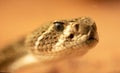 Western diamondback rattlesnake (Crotalus atrox