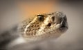 Western diamondback rattlesnake (Crotalus atrox Royalty Free Stock Photo
