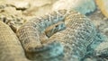 Western Diamondback Rattlesnake Extends Tongue, Vivarium Scene