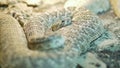 Western Diamondback Rattlesnake Extends Tongue, Vivarium Scene