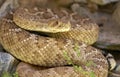 Western Diamondback Rattlesnake hiding in rocks Royalty Free Stock Photo