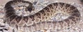 A Western Diamondback Rattlesnake in Gravel Royalty Free Stock Photo