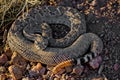 Western Diamondback Rattlesnake ready to strike. Royalty Free Stock Photo