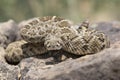 Western diamondback rattlesnake ready to strike Royalty Free Stock Photo