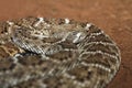 Western diamondback rattlesnake