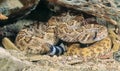 Western Diamondback rattlesnake