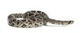 Western diamondback rattlesnake or Texas diamond-back in front of white Royalty Free Stock Photo