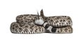 Western diamondback rattlesnake or Texas diamond-back in front of white Royalty Free Stock Photo