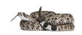 Western diamondback rattlesnake or Texas diamond-back in front of white Royalty Free Stock Photo