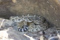 Western Diamondback rattlesnake under rock Royalty Free Stock Photo