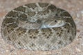 Western Diamondback Rattlesnake - Venomous Pit Viper Snake