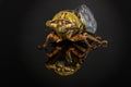 Western Dusk Singing Cicada -- Megatibicen resh
