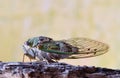 Western Dusk Singing Cicada (Megatibicen resh) side view.