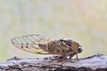 Western Dusk Singing Cicada (Megatibicen resh) sitting on tree bark in Houston TX, side view.