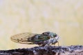 Western Dusk Singing Cicada side view.