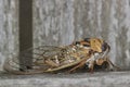 Western Dusk Singing Cicada sitting on a wooden fence.