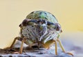 Western Dusk Singing Cicada front view extreme close up. Royalty Free Stock Photo