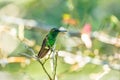 Western emerald (Chlorostilbon melanorhynchus) hummingbird. Minca, Sierra Nevada. Wildlife birdwatching in Colombia