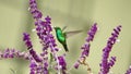 Western emerald hummingbird in flight