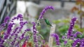 Western emerald hummingbird